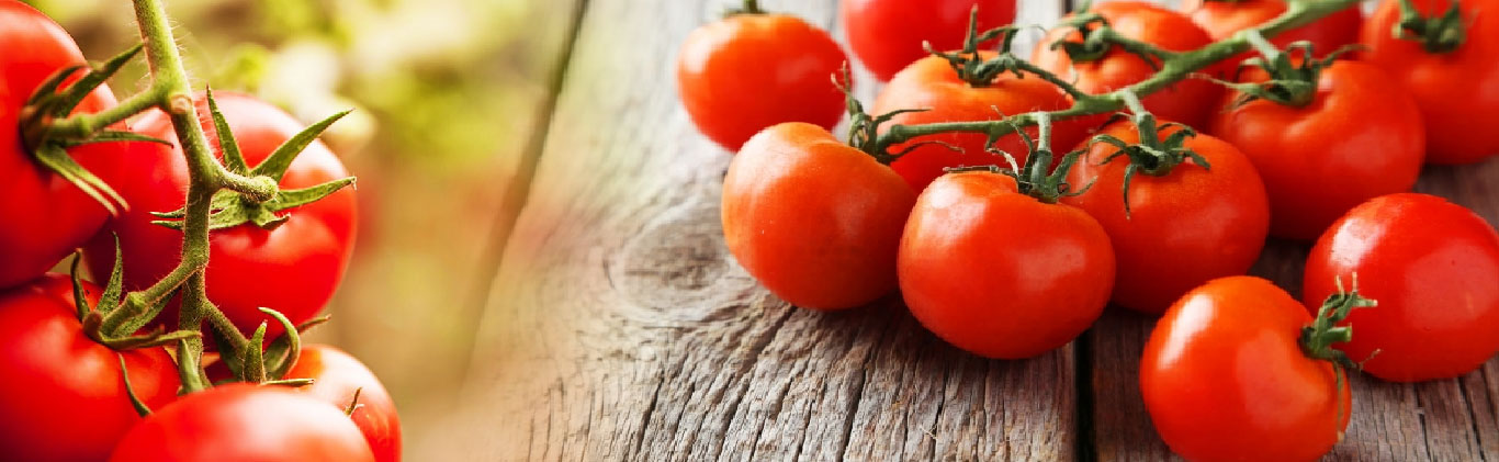 Tomato